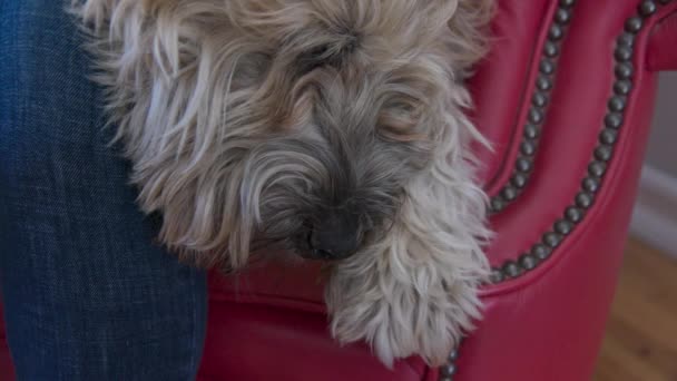 一只悠闲的老狗靠得非常近 它把头挂在沙发边上 坐在主人的膝上 老女人和她的Wheaton Terrier在一起慢动作4K — 图库视频影像