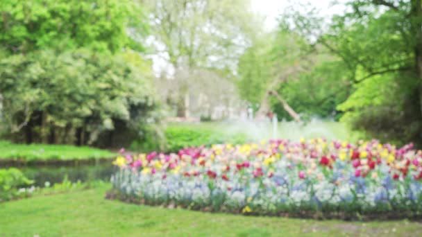 Rozostřený Podklad Městského Parku Květinovým Záhonem Tulipánů Kašnou Potokem Uprostřed — Stock video