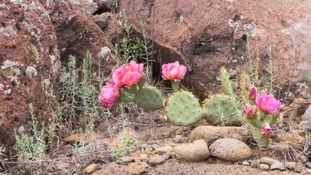 Uitzicht Cactus Bloemen — Stockvideo
