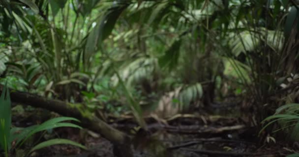 Zdekoncentrowany Tło Przyrody Roślinności Leśnej Kostaryce Egzotyczne Paprocie Roślinność Dżungli — Wideo stockowe