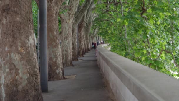ヨーロッパの木々の天蓋の下に長い狭い通りの歩道 木や葉が多い小さなコンクリート側の散歩 — ストック動画