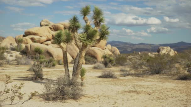 Samotne Drzewo Yucca Pod Rozległym Błękitnym Niebem Pustyni Dla Zielonego — Wideo stockowe