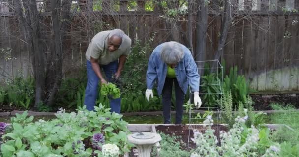 Starszy Czarny Para Ogrodnictwo Podwórko — Wideo stockowe