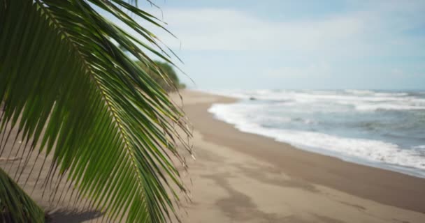 砂浜の風に揺れるヤシの木 太陽の下でコスタリカのビーチで波がクラッシュする景色 — ストック動画