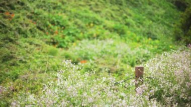 Küçük beyaz ve turuncu çiçekli güzel çayır arka plan plakası. Birleşim için kır çiçekleriyle birlikte çimen manzarasının video arkaplanı. 4k