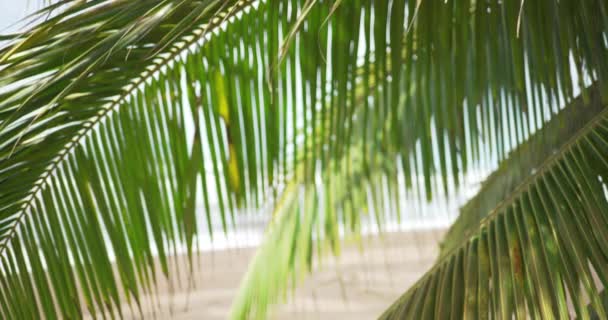 Primo Piano Foglie Palma Lucenti Spiaggia Tropicale Vista Delle Onde — Video Stock