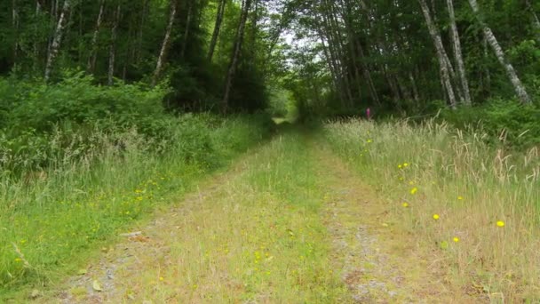 Waldstraße Tagsüber — Stockvideo