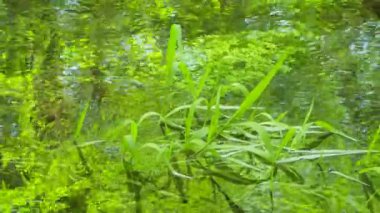 Nehir Yansımaları Görünümü