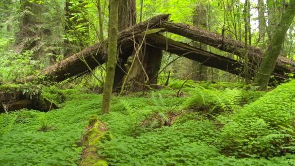 Umgestürzter Mammutbaum Wald — Stockvideo