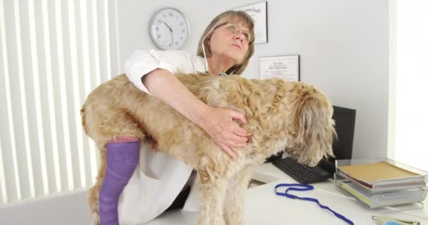 Senior Tierarzt Hört Weizen Terrier Hundeherz — Stockvideo