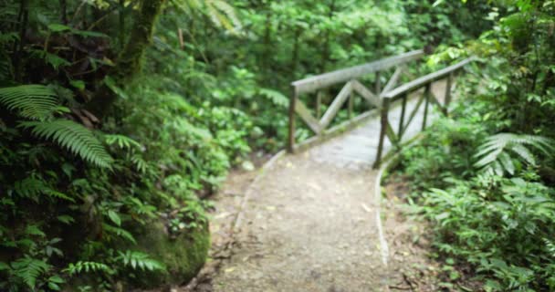 Fondo Borroso Plantas Tropicales Árboles Que Rodean Puente Costa Rica — Vídeo de stock