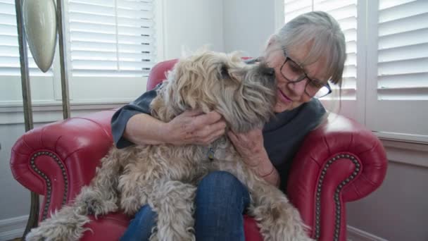 Senior Σκυλί Παίρνει Φιλιά Και Γρατσουνιές Αυτί Κάθεται Στην Αγκαλιά — Αρχείο Βίντεο