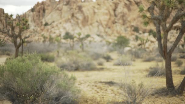 Yucca Träd Längst Ner Stor Öken Mesa För Grön Skärm — Stockvideo