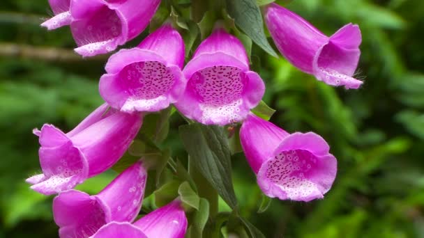 Foxglove Bloemen Close View — Stockvideo