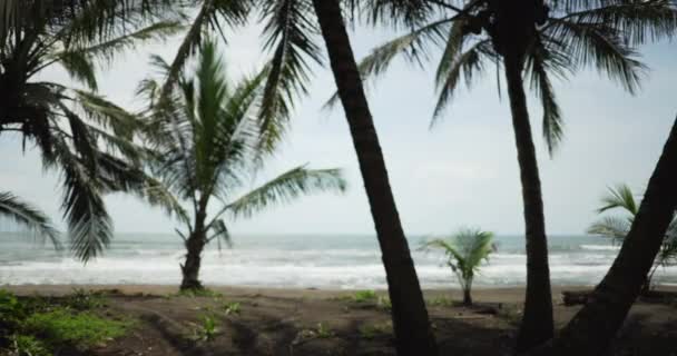 在哥斯达黎加 透过美丽的海浪拍打着的棕榈树看风景 靠近海浪的椰子树 — 图库视频影像