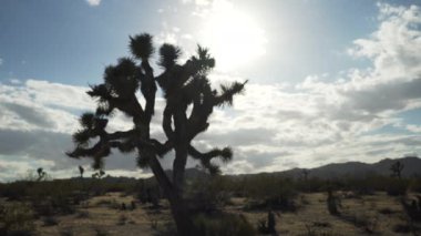 Yeşil ekran veya kroma anahtarı için çöl vadisinde siluette büyük bir yukka ağacı. Birleşiklik veya anahtarlama için odak dışı veya odaklanmış çekim.