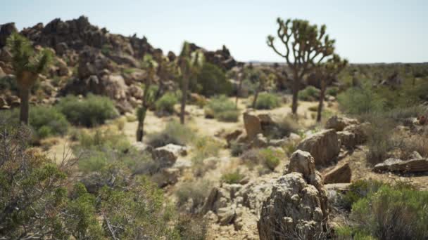 Veel Woestijnplanten Rond Een Grote Rotsachtige Mesa Voor Groen Scherm — Stockvideo