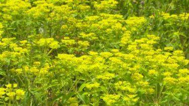 Hardal bitkilerinin yakın çekim alanı.