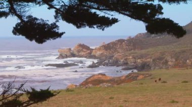 Çimenli çayırlarda otlayan ineklerin arasından tehlikeli kayalık kıyı şeridine geçin.