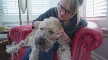 Evde sahiplerinin kucağında oturan yaşlı köpeğin evcil hayvan ve kulak tırmalanmasına yakın çekim. Wheaton Terrier 'i olan yaşlı kadın birlikte vakit geçiriyor. Yavaş çekim 4k