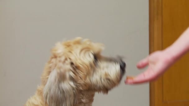 Close Dog Sitting Getting Treat — Stock Video