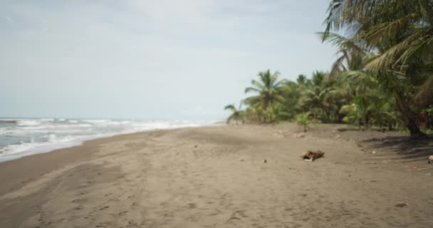 Hintergrundplatte Vom Strand Costa Ricas Mit Typischen Palmen Küstennähe Leere — Stockvideo