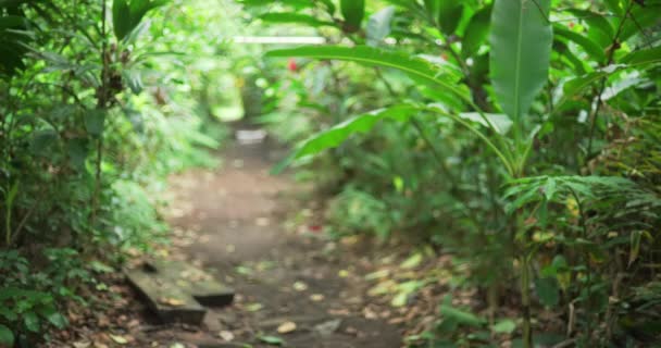 Природный Фон Лесной Тропы Между Экзотической Растительностью Размытый Выстрел Пышных — стоковое видео