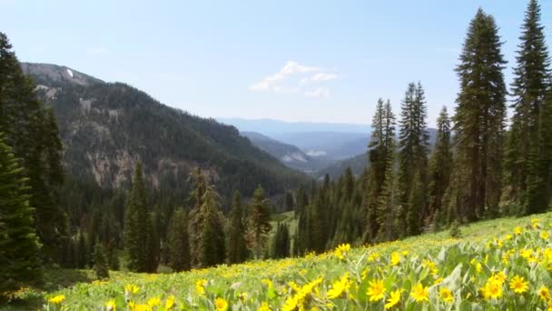 Zielona Góra Dzikimi Kwiatami — Wideo stockowe