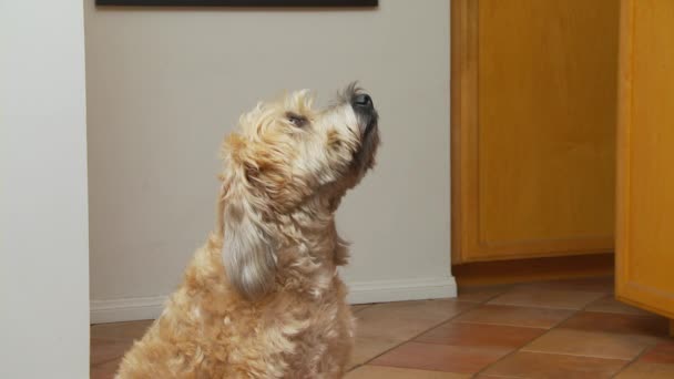 Sluiten Van Hond Zitten Het Krijgen Van Een Traktatie — Stockvideo