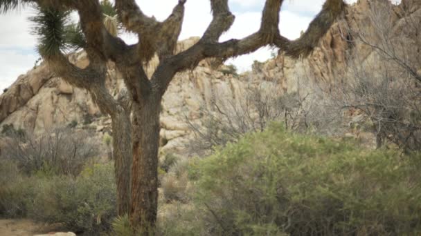 Ein Großer Yucca Baum Umgeben Von Sträuchern Und Einer Großen — Stockvideo