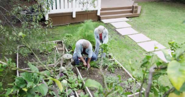Casal Sênior Jardinagem Quintal — Vídeo de Stock