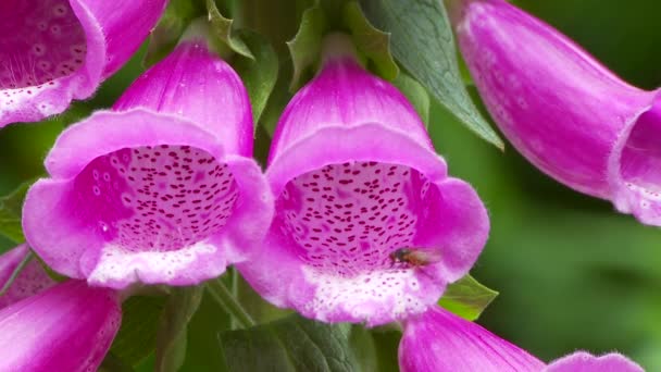 Foxglove Flowers Closeup View — Stock Video