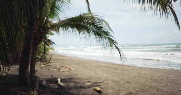 コスタリカのヤシの木と熱帯ビーチで破壊波 風の強いビーチとカリブ海の背景プレートがぼやけています — ストック動画
