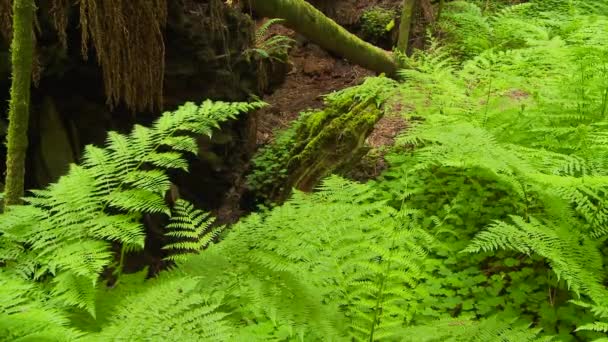 Nærbillede Bregner Redwood Forest – Stock-video