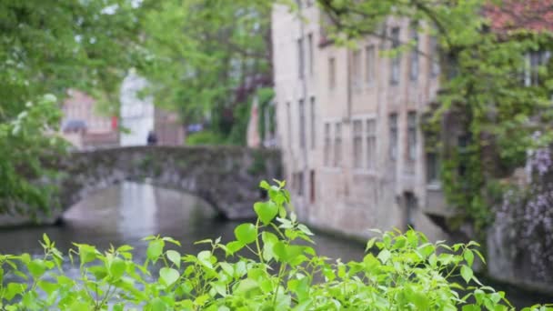 Buiten Focus Achtergrond Plaat Van Kanaal Brugge Met Planten Voorgrond — Stockvideo