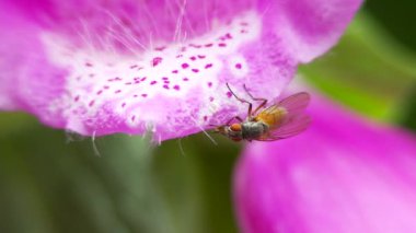 Yüksükotu Çiçekleri, Yakından Görünüm 