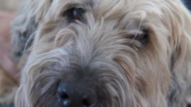 Rahat, yaşlı bir köpeğin, sahibinin kucağına oturarak evcil hayvan ve çizikler almasına çok yakın. Wheaton Terrier 'i olan son sınıf öğrencisi bir kadın birlikte vakit geçiriyor. Yavaş çekim 4k