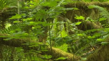 Yosun kaplı ağaçlar gündüz vakti 