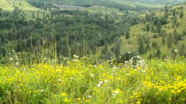 Vahşi Çiçek Manzarası Görünümü