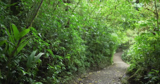 Wazig Schot Van Bochtige Pad Door Regenwouden Bomen Costa Rica — Stockvideo