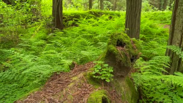 Árbol Secuoya Caído Bosque — Vídeos de Stock