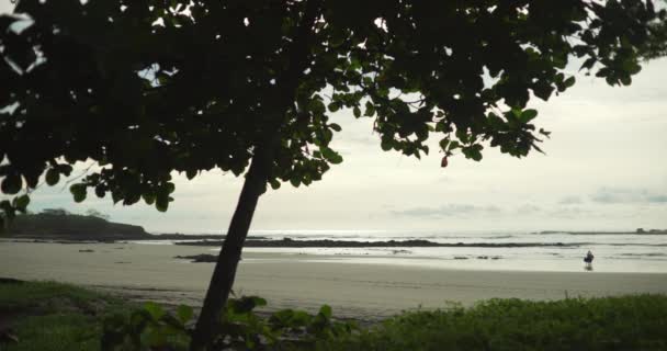 Beau Paysage Littoral Accidenté Nuages Derrière Arbre Les Vagues Mer — Video