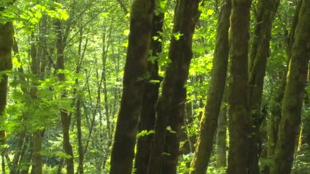 Green Trees Daytime — Stock Video