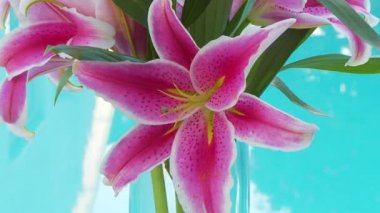 Lily 'nin yakın çekimi, yıldız gözlemcisi çiçek.