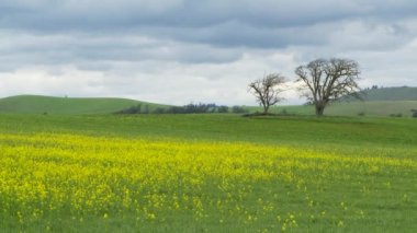 Çiçekler ve ağaçlar tarlası