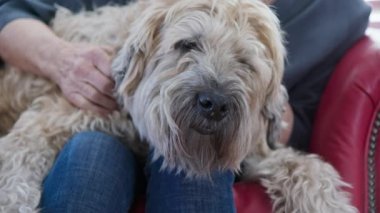 Sahiplerinin kucağında oturan uykulu yaşlı köpeğin evcil hayvan ve kulak tırmalamasına yakın durun. Wheaton Terrier 'i olan son sınıf öğrencisi bir kadın birlikte vakit geçiriyor. Yavaş çekim 4k