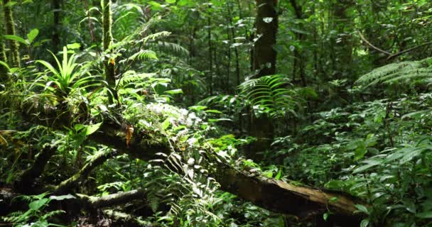 Close Van Diverse Vegetatie Groeit Omgevallen Boomstam Het Regenwoud Weelderig — Stockvideo