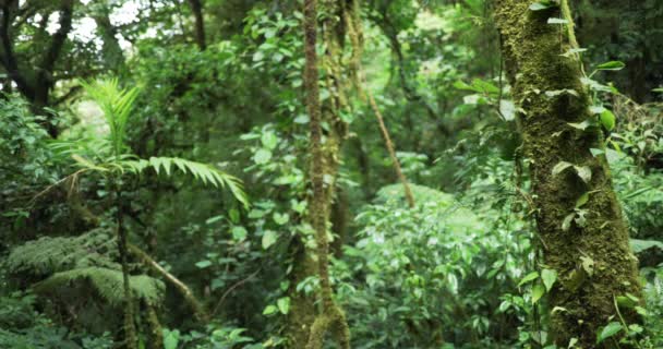 Rozproszony Widok Bujnej Krajobrazu Dżungli Kostaryce Siedlisko Tropikalne Różnorodnymi Roślinami — Wideo stockowe