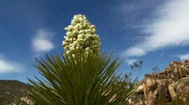Joshua Tree harika manzara
