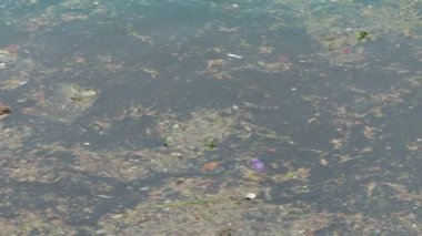 Nehir kıyısında yüzen enkazın üzerinde tava